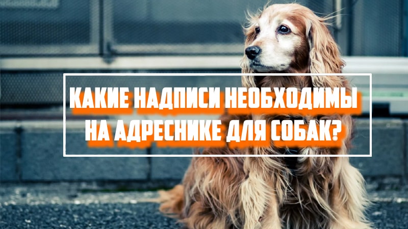Какие надписи необходимы на адреснике для собак?